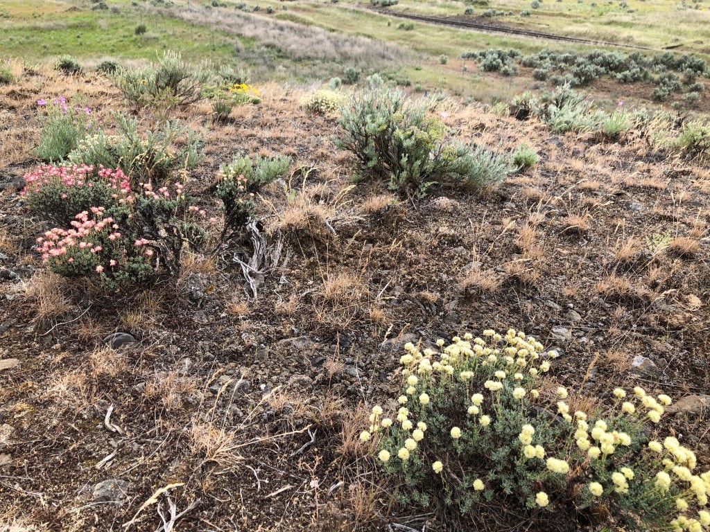 Forb and grass diversity, as show in the photo, is important in maintaining ecosystem resiliency, pollinator health and needed habitat for sagebrush ecosystem obligate species (e.g., Greater sage grouse, pygmy rabbit).