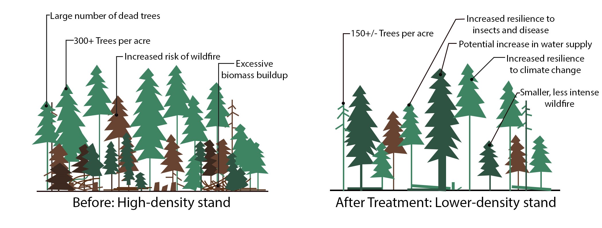 A comparison of a fuel treated stand versus an untreated stand. The left image reads: Before: High-Density Stand. Labels read: 1. Large number of dead trees 2. 300+ trees per acre 3. Increased risk of wildfire 4. Excessive biomass buildup. Right Image reads: After: Lower-density stand. Labels read: 1. 150 +/- trees per acre 2. increased resilience to insects and disease 3. potential increase in water supply 4. increased resilience to climate change 5. smaller, less intense wildfire