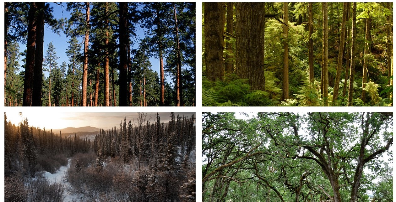 Four forest types