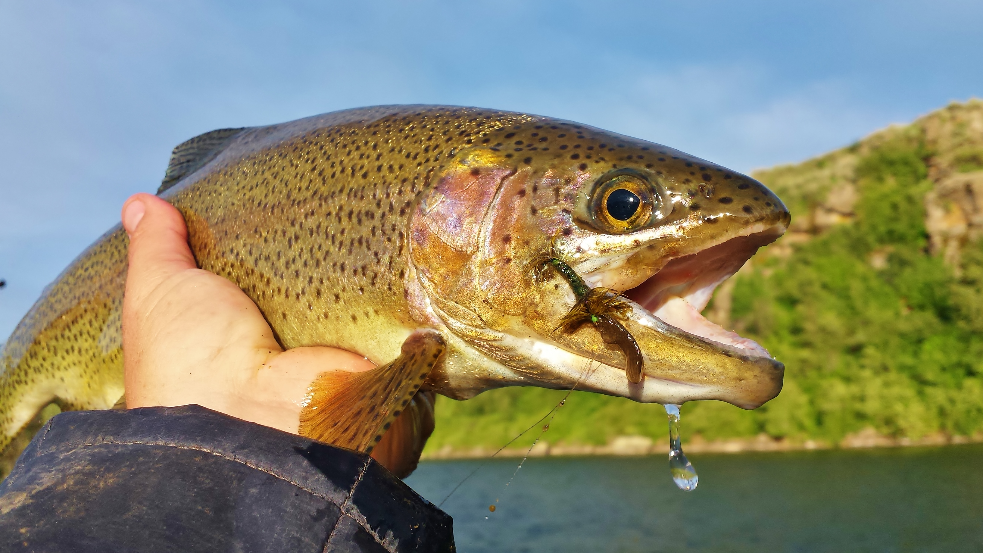 A fly fisherman holds a hooked rainbow trout.