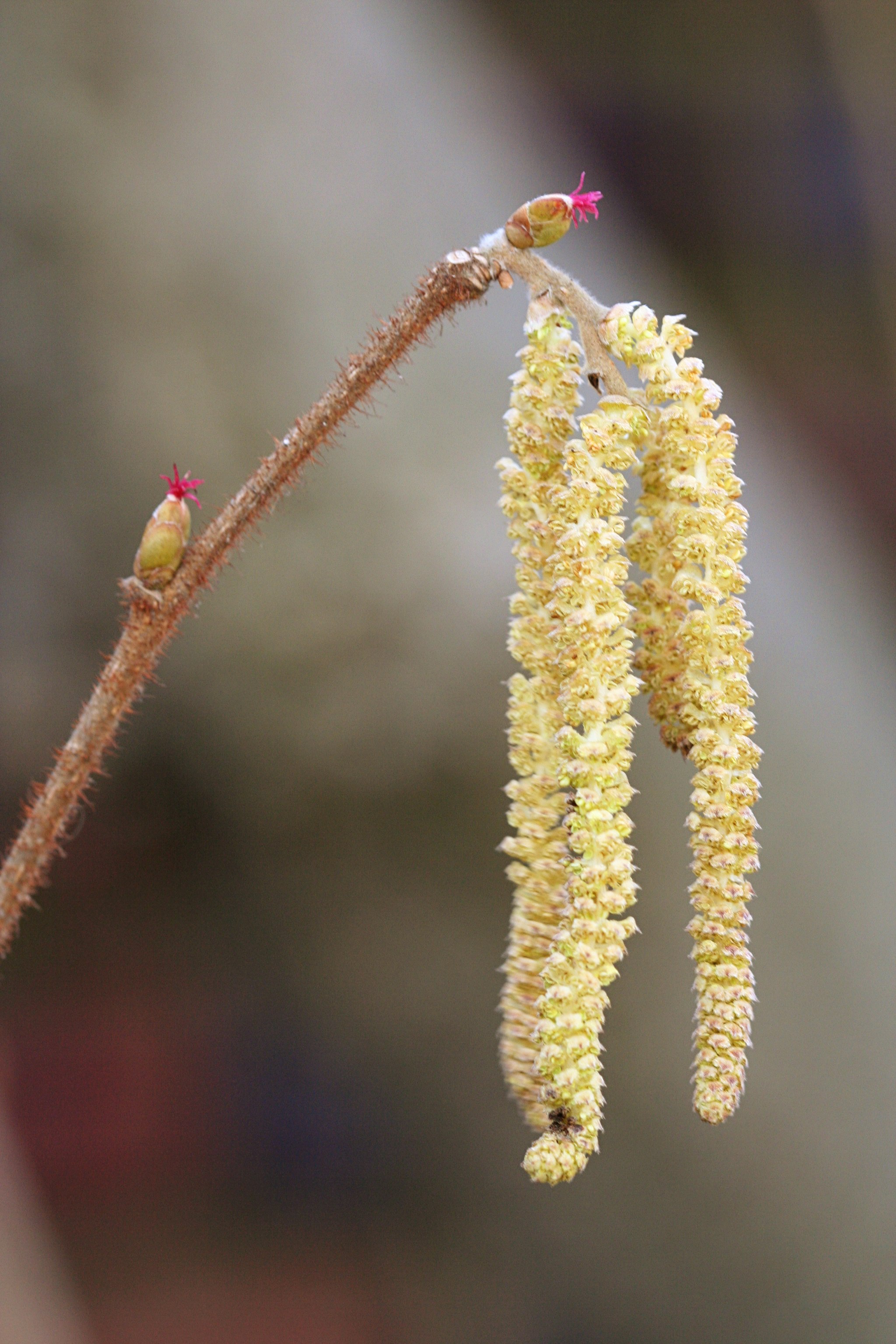 Catkins