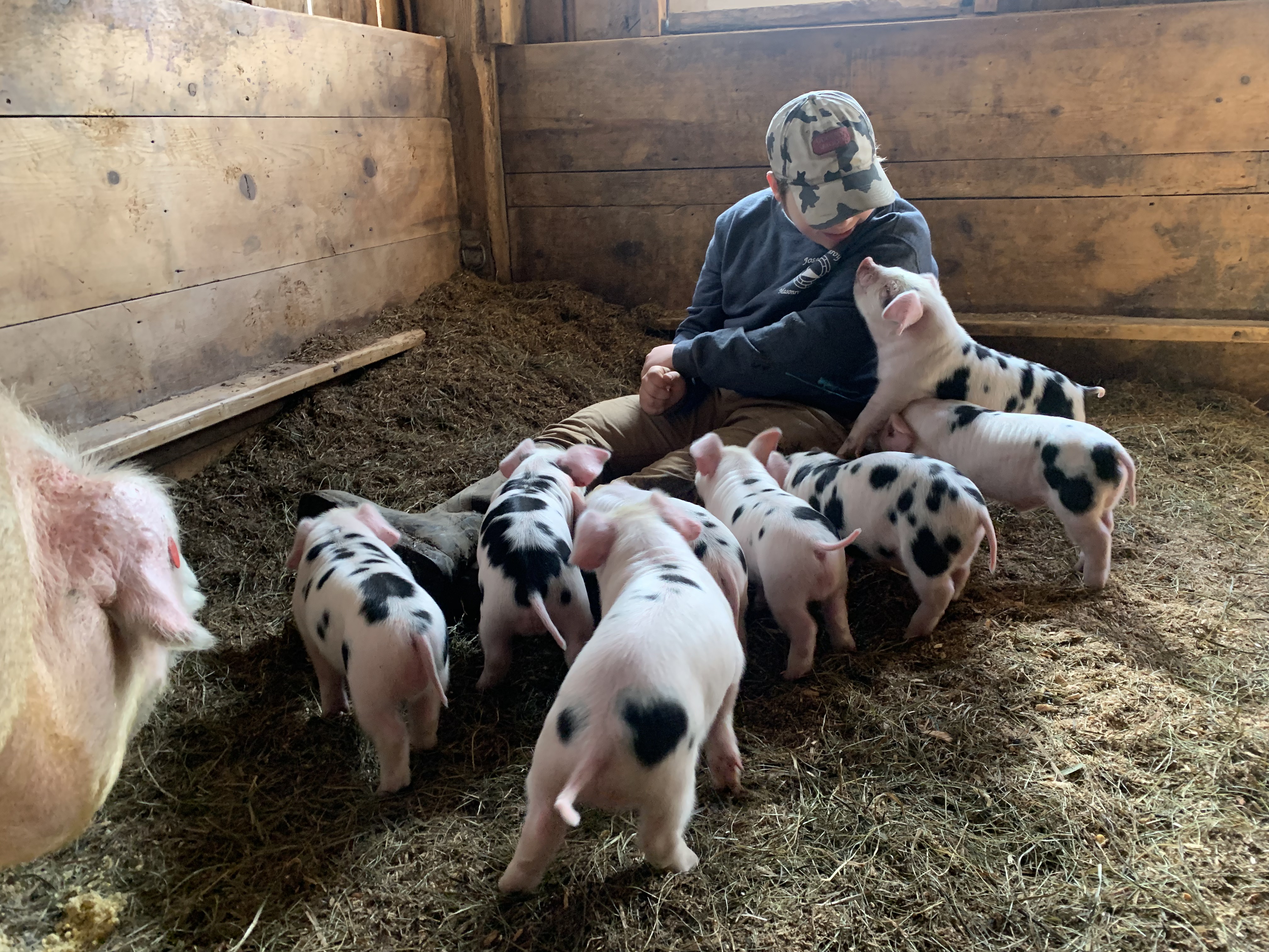 One of the Gentile's son sits with pigs in the barn. Image Credit: The Gentiles