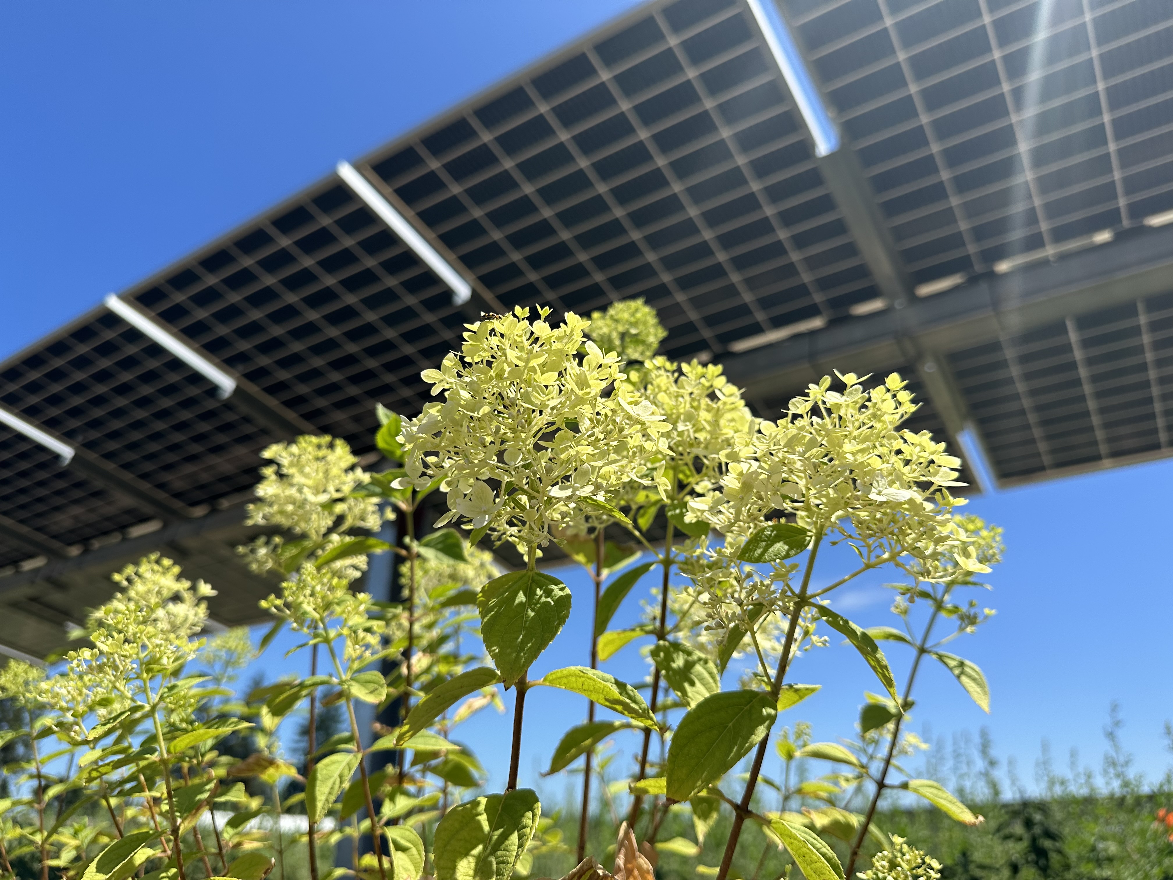 A plant soaks up sunshine beneath a solar panel.