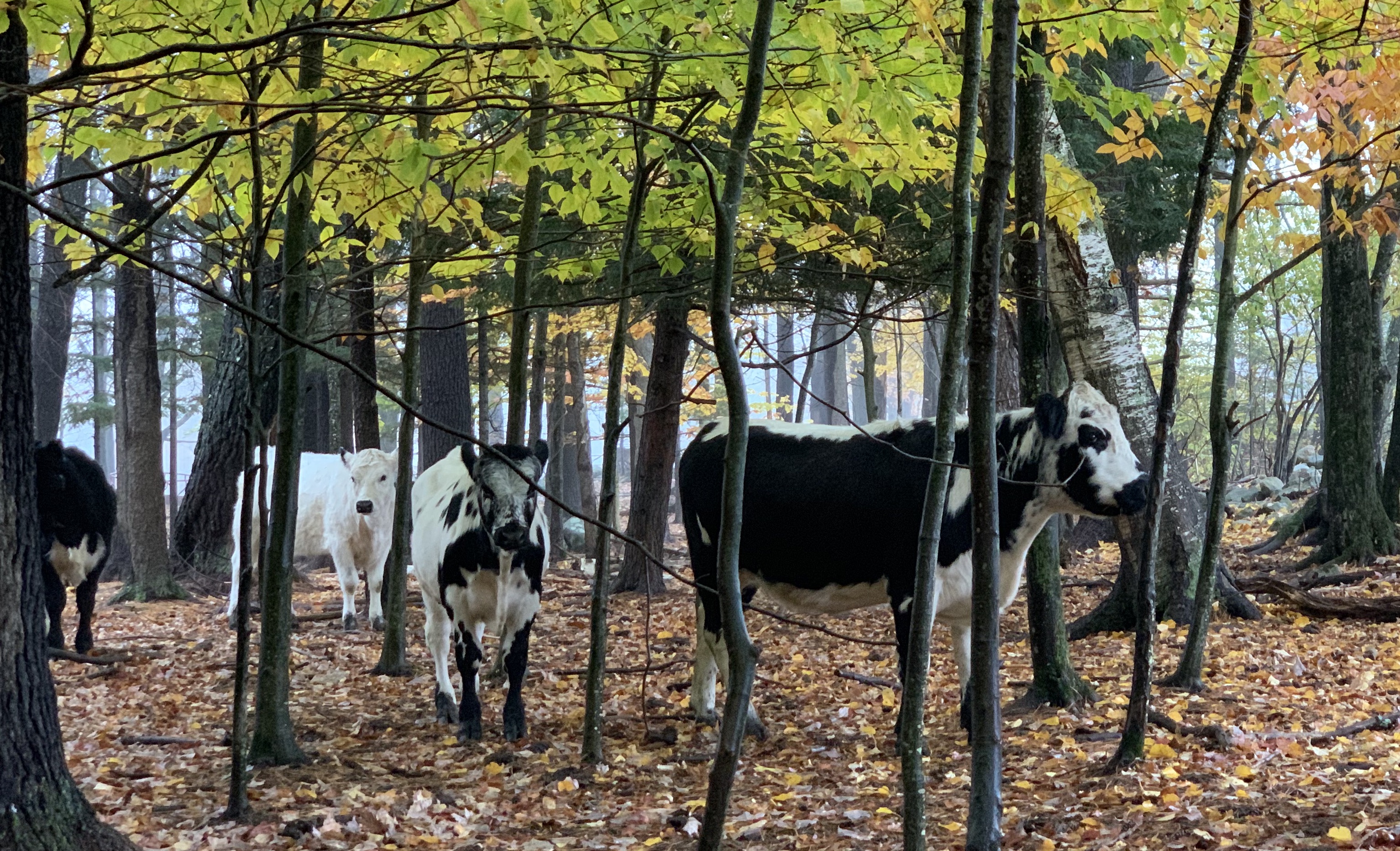 Image Caption: Cows graze in woodlands. Image Credit: The Gentiles