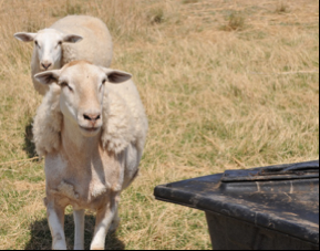 Kettner Farm sheep