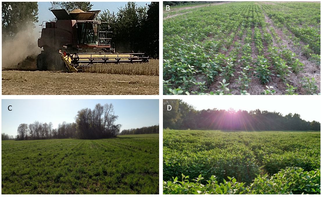 Lee Farm using no-till harvesting and cover crops