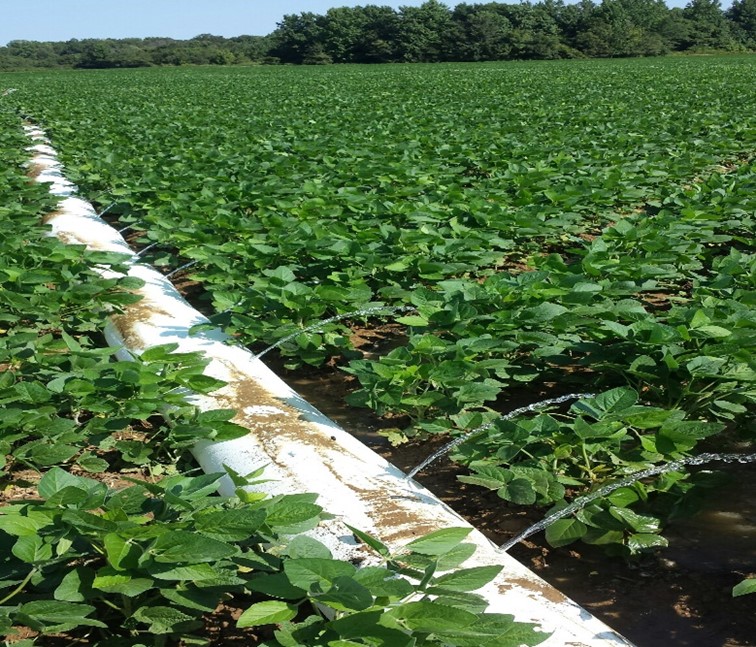 Furrow irrigation of soybean fields