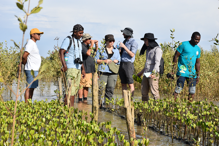 USDA Forest Service-supported planting and monitoring of mangrove seedlings in the region