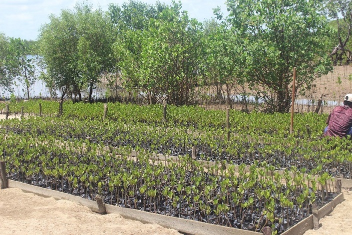 seedlings are grown in a sandy site that floods from the nearby marsh