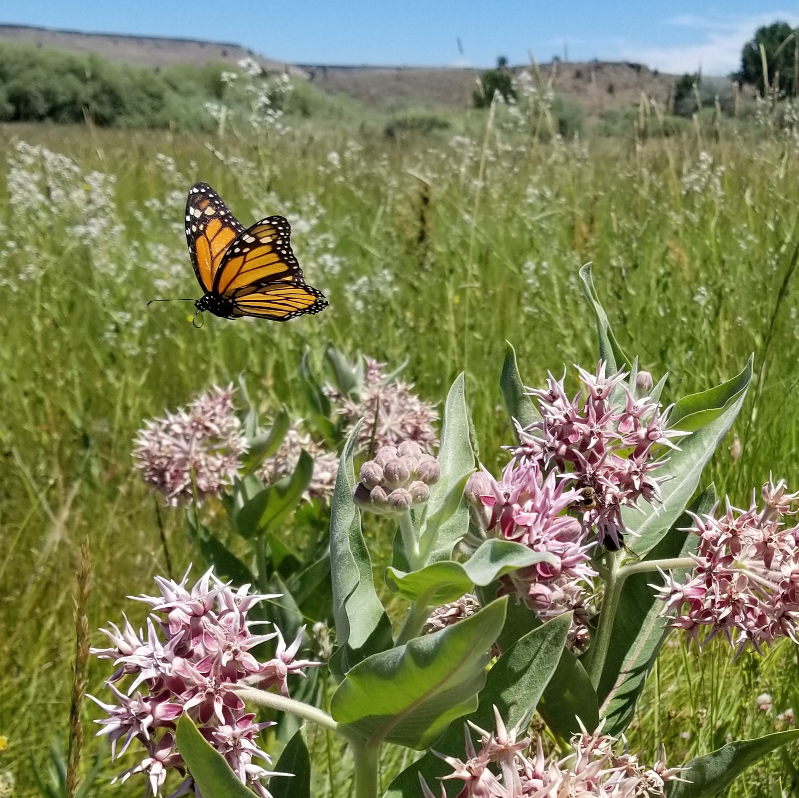 A monarch butterfly flies over a pale pink flower