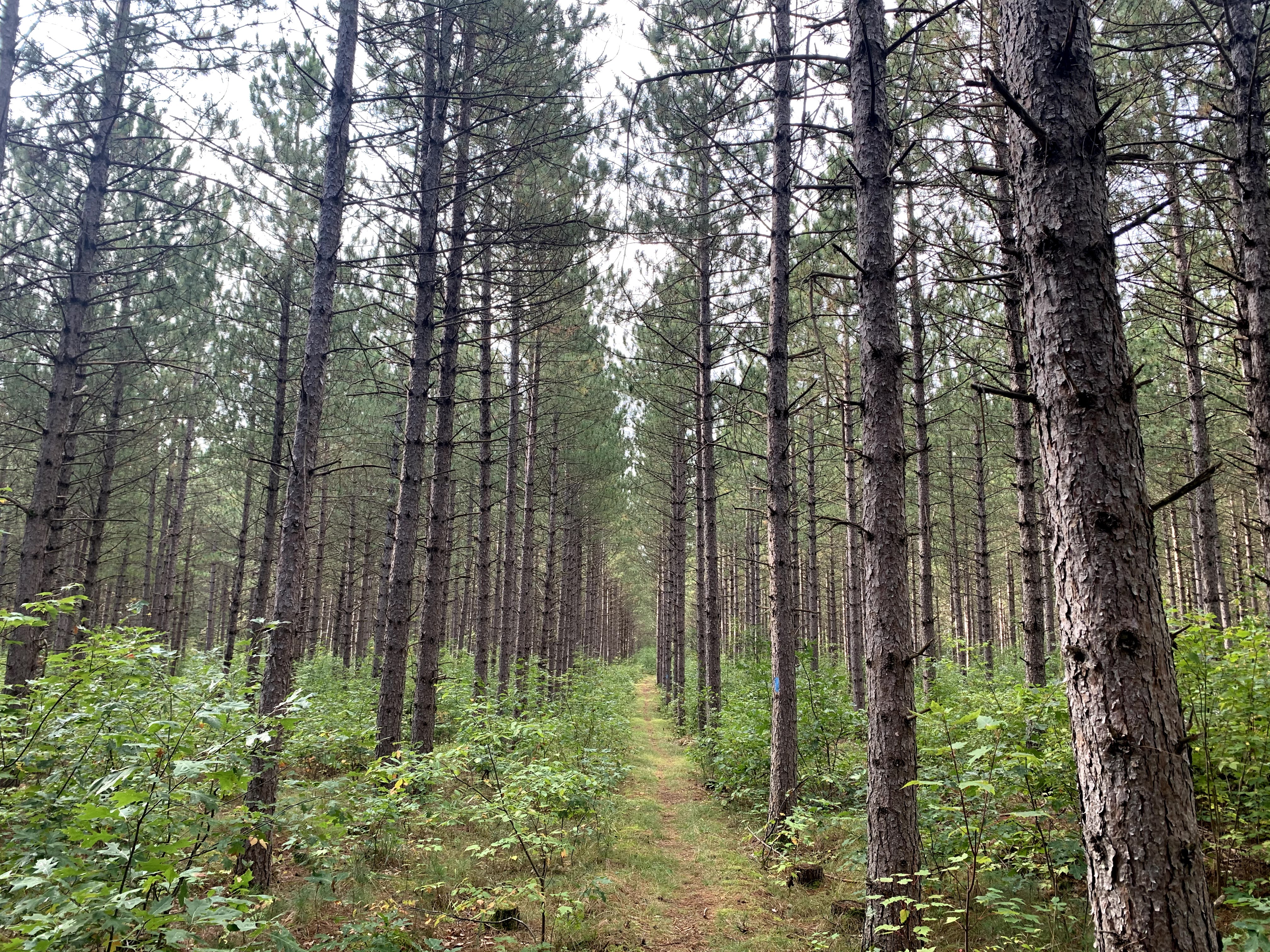 Planted trees in a row