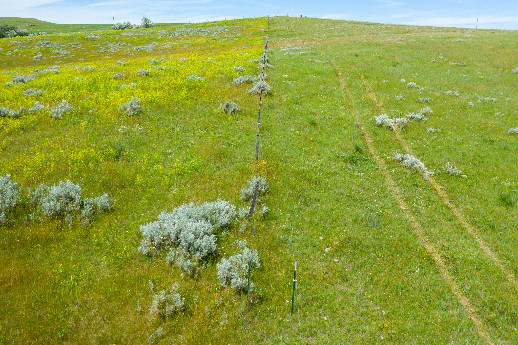 A fence divides two pastures. The pasture on the left has more diverse plants. The pasture on the right is shorter and less diverse.
