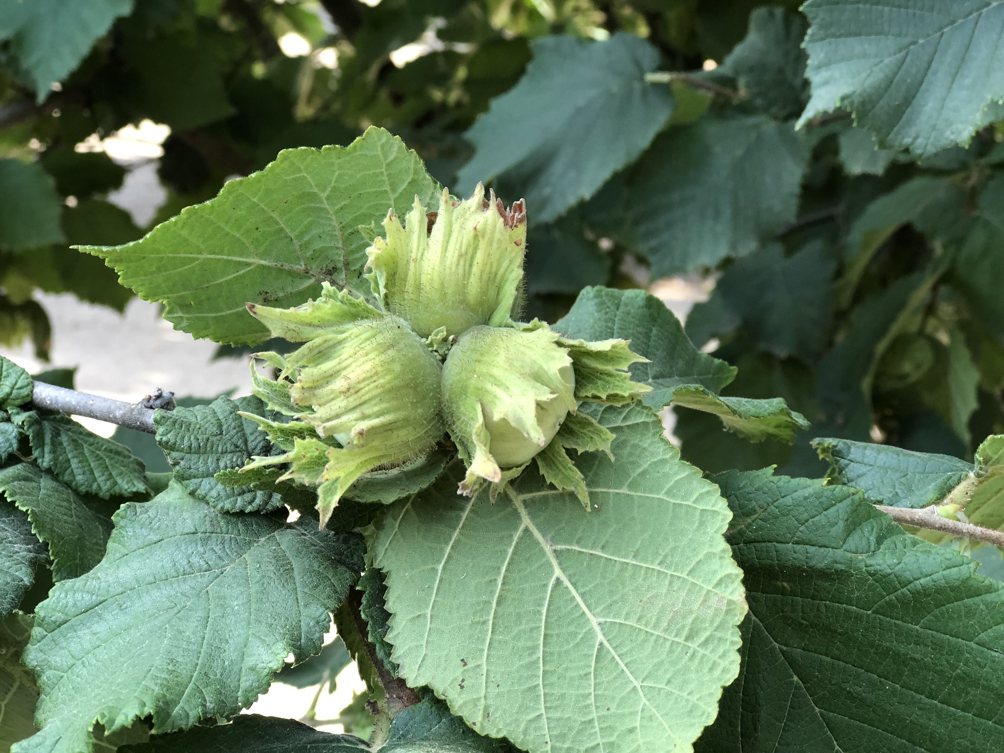 Budding, green hazelnuts