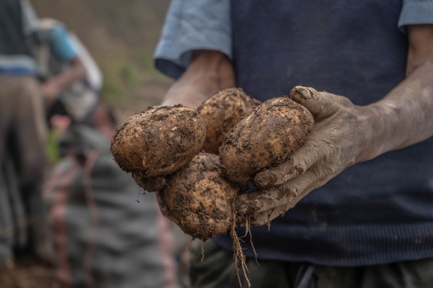 A farmer holds freshly harvested potatoes.