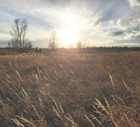 Sun filled blue sky over an open prairie grass.