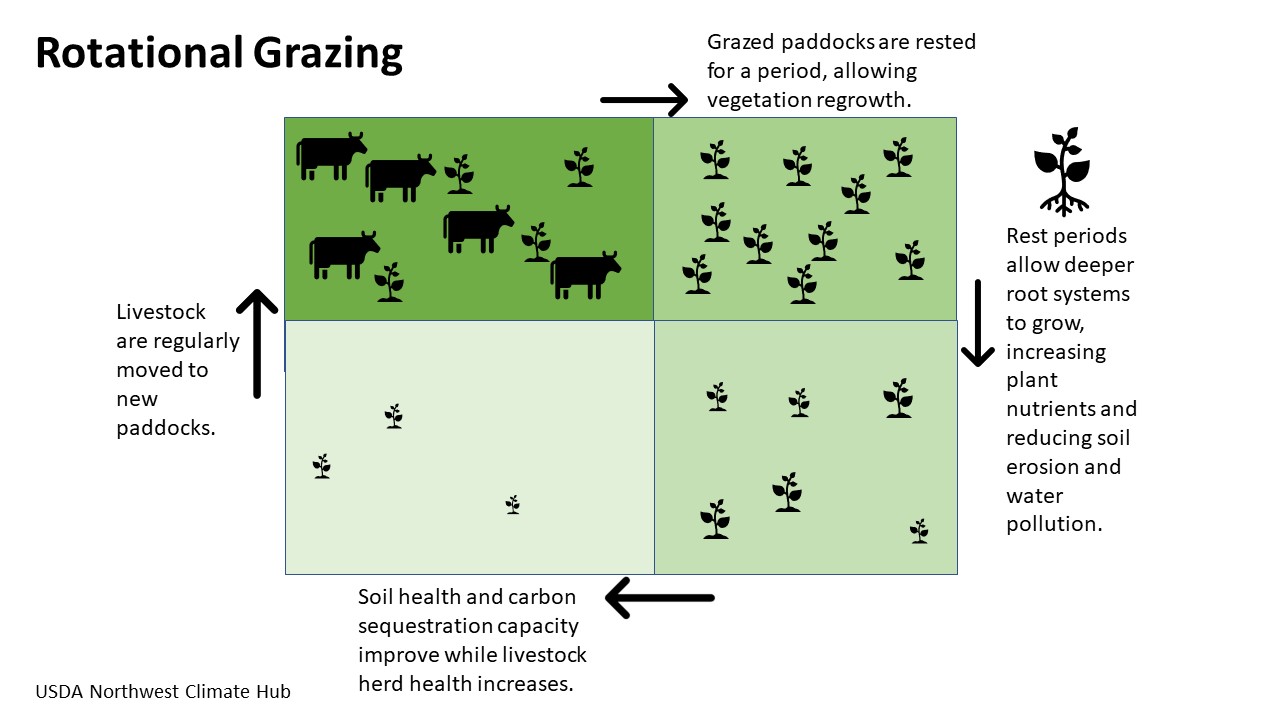Image by USDA Northwest Climate Hub illustrating how rotational grazing works, with 4 areas in different stages of being grazed vs resting and regrowing. 