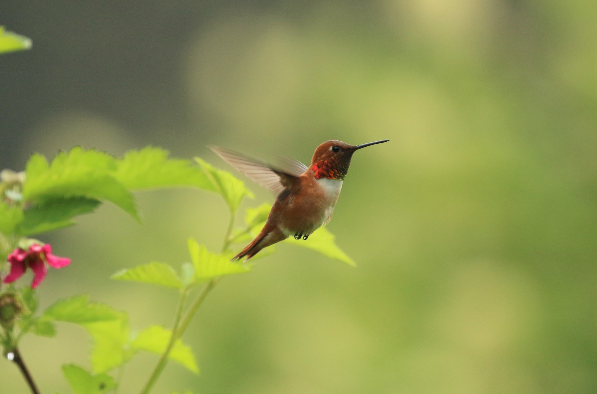 A colorful hummingbird hovers over a flower.