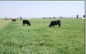 angus beef steers