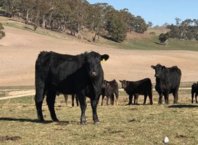 Australia livestock