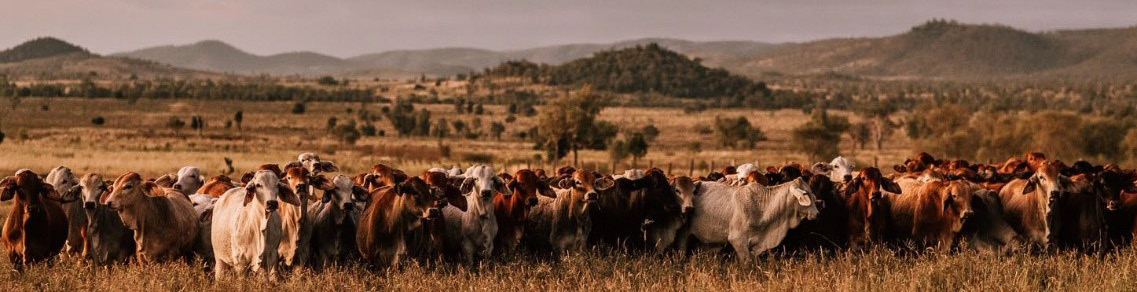 Australia beef