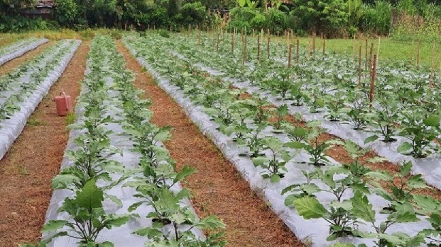 Vegetables growing in the Philippines