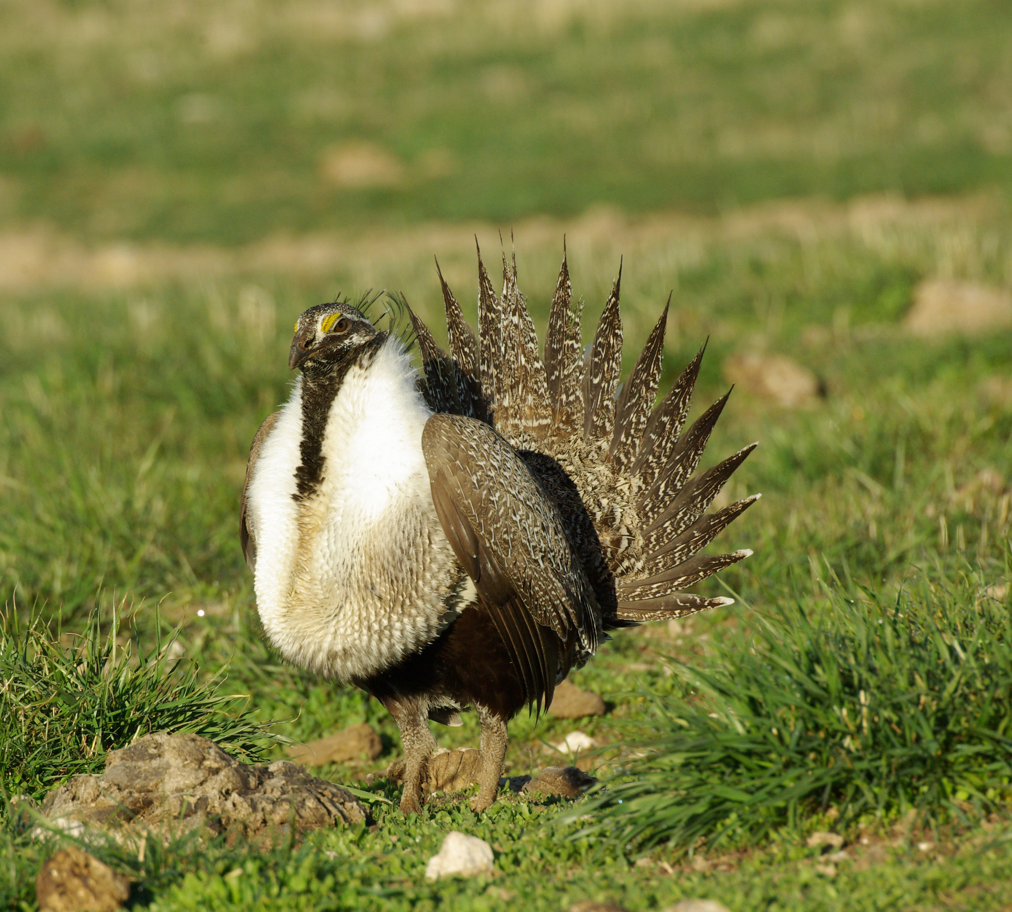 A male sagegrouse