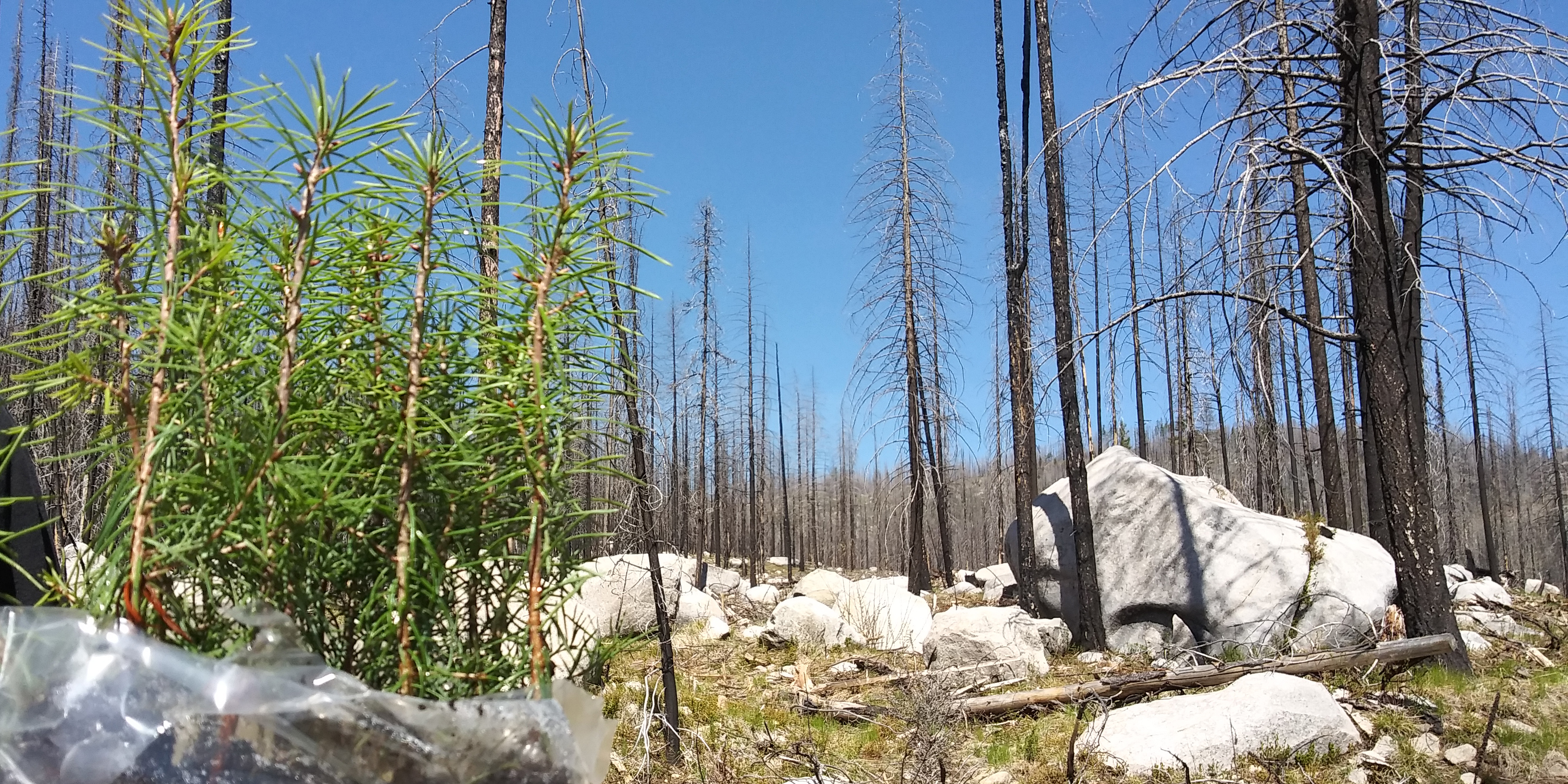 Seedlings sit in a bag before a forest of recently burned snags.