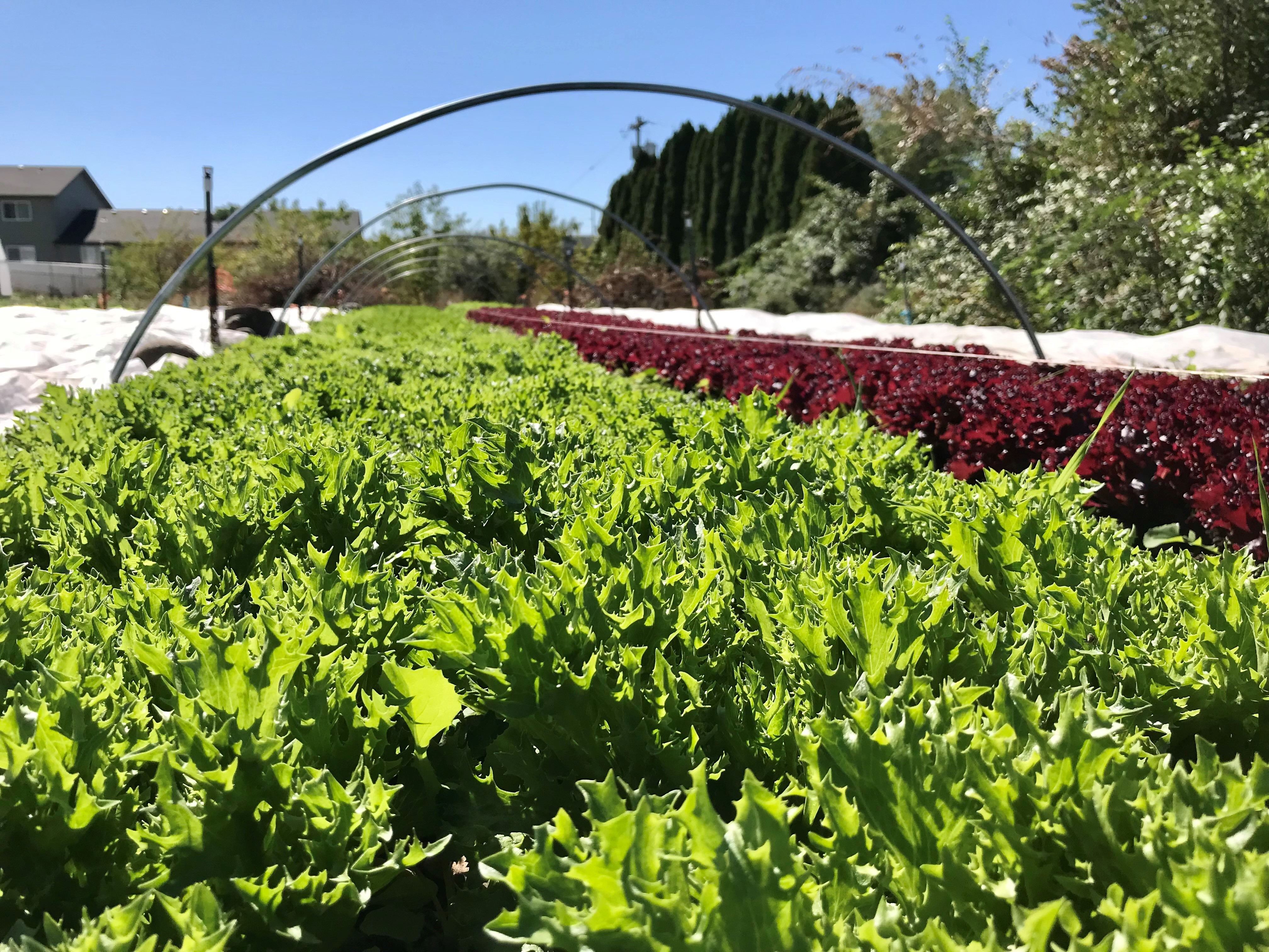 Shade cloth hoops loom over greens on Peak of Abundance farm.