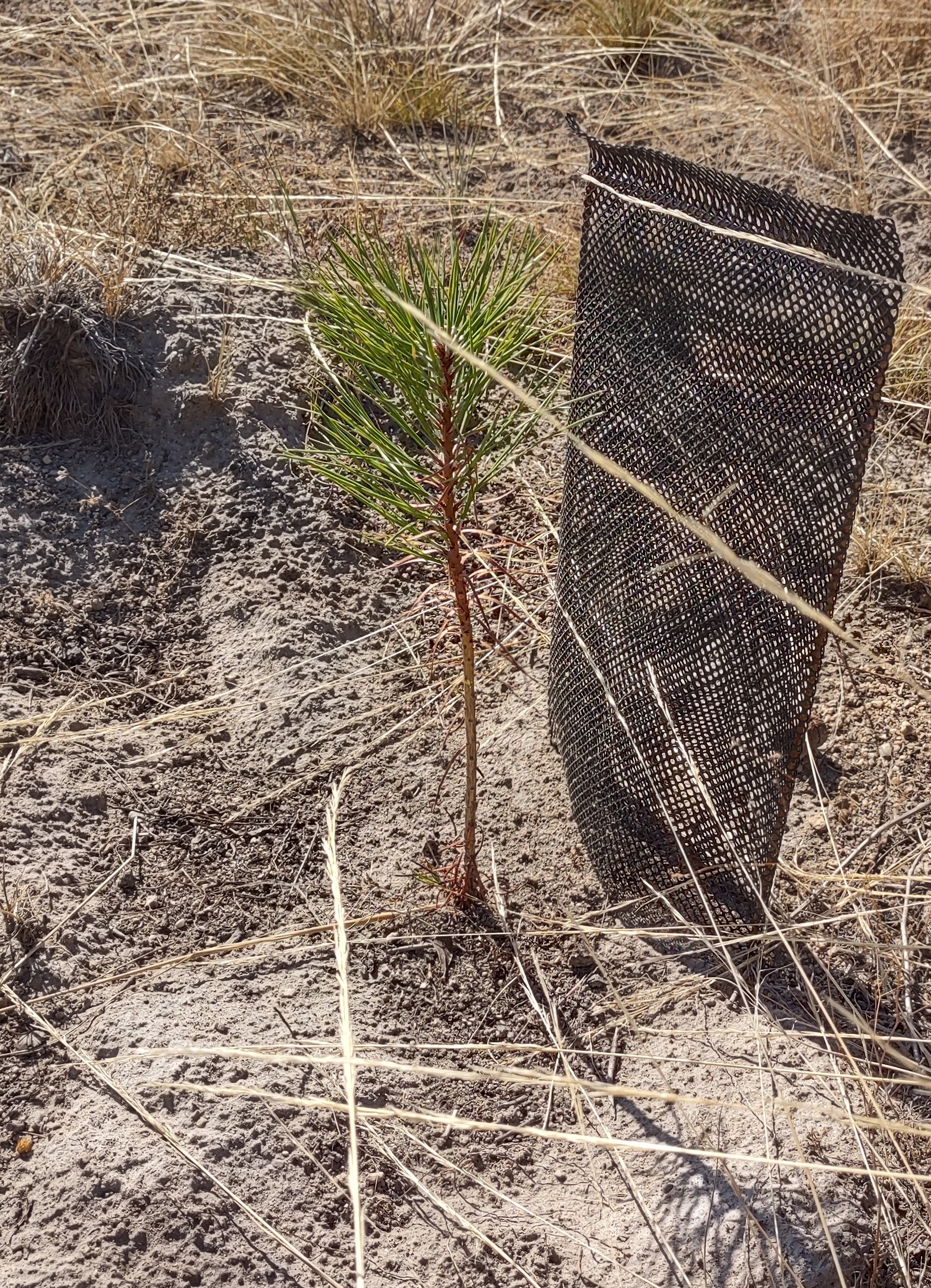 A shade cloth protects a ponderosa seedling from high sun and heat at the Carleton site.