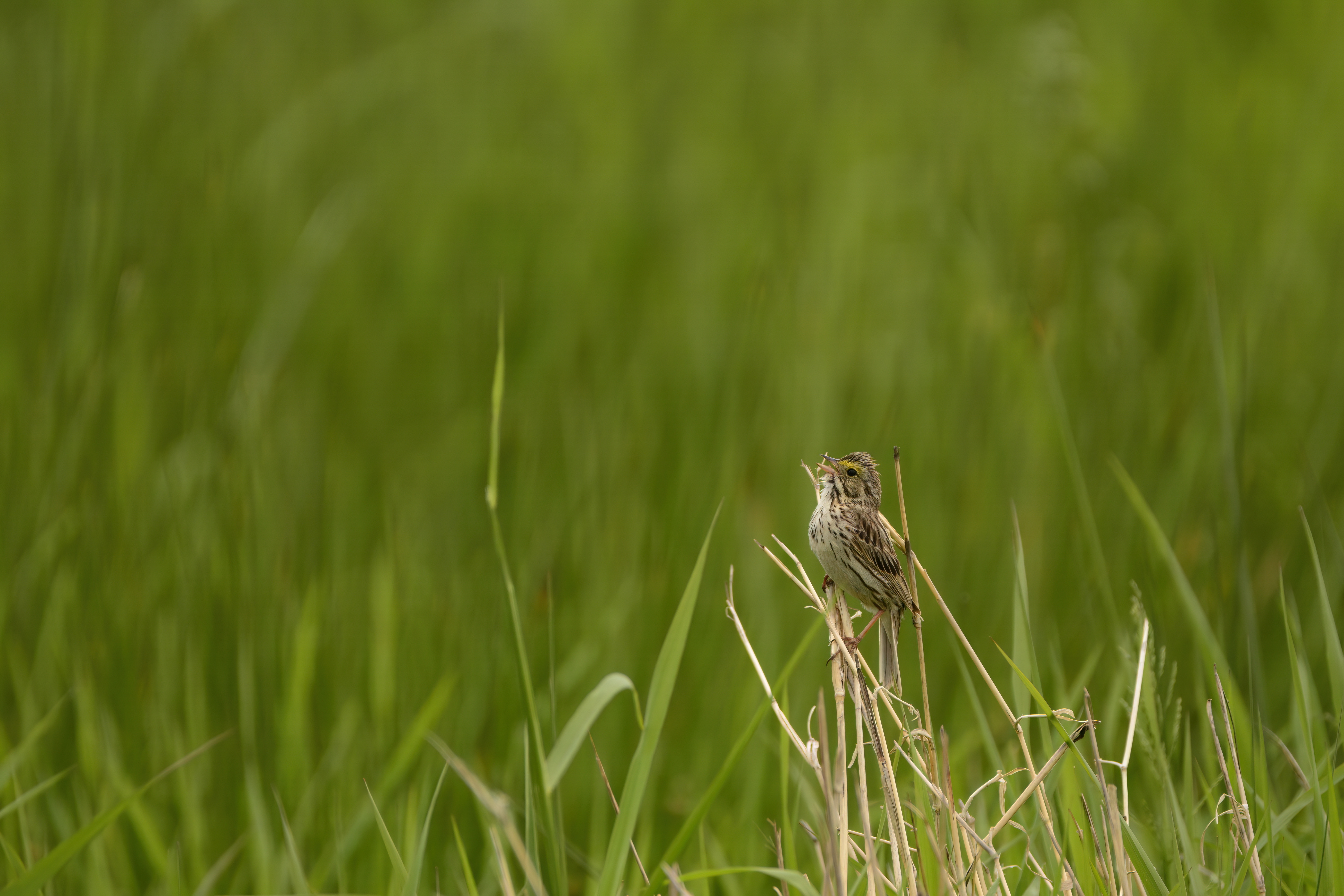 Sparrow in grassland