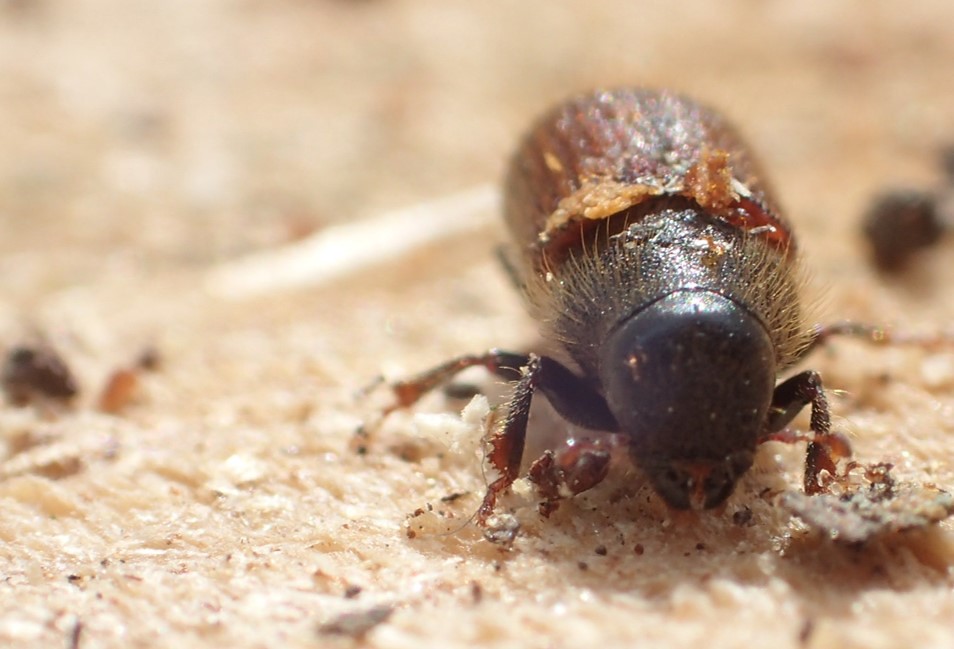 A spruce beetle gnaws on wood. 
