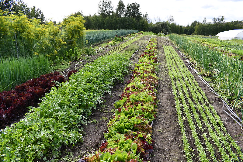 Rows of crops on Sun Circle Farms