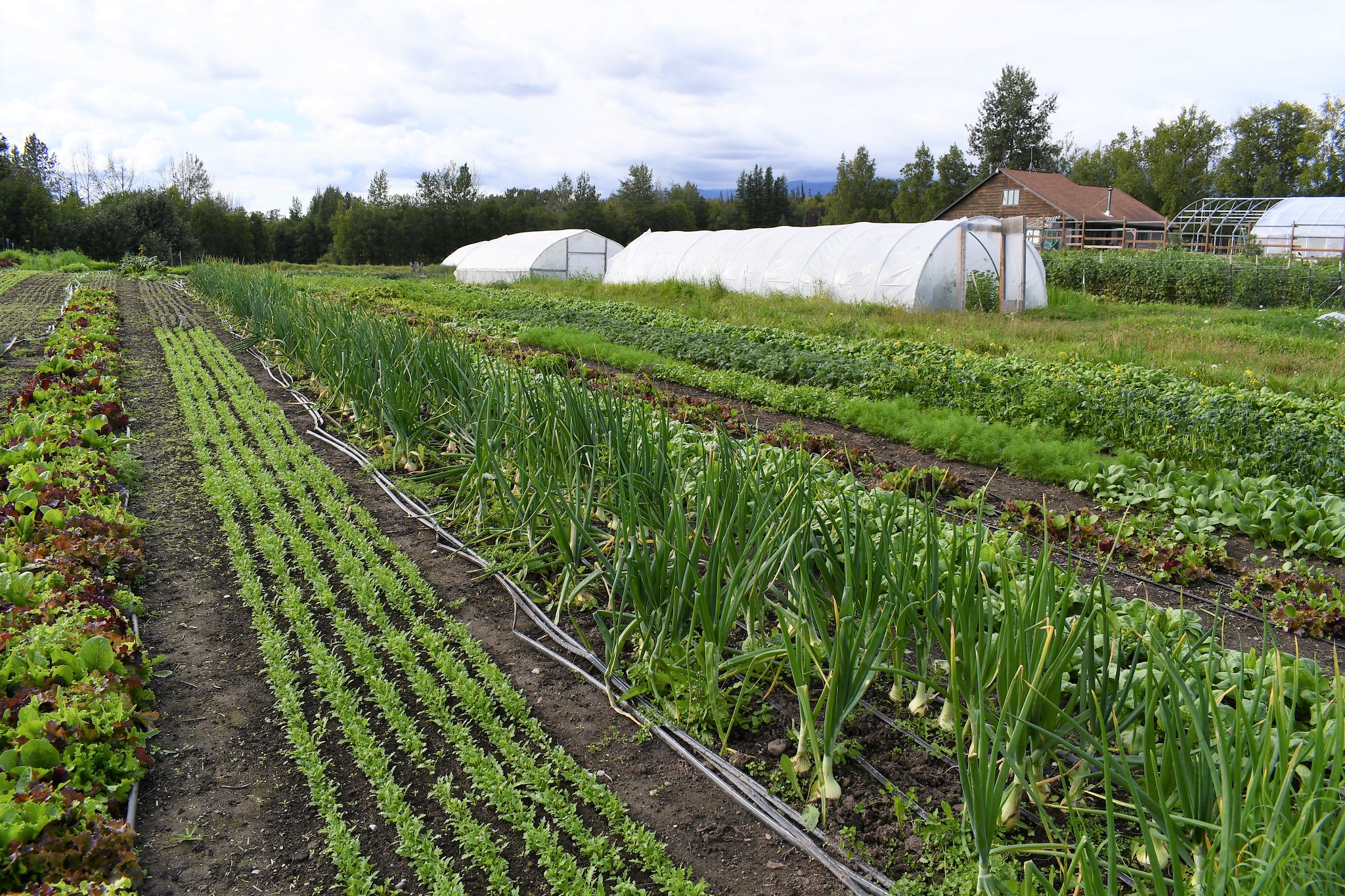 Rows of green vegetables at a farm in Alaska