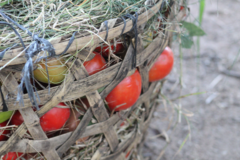 Tomatoes harvested at the Wangama site 