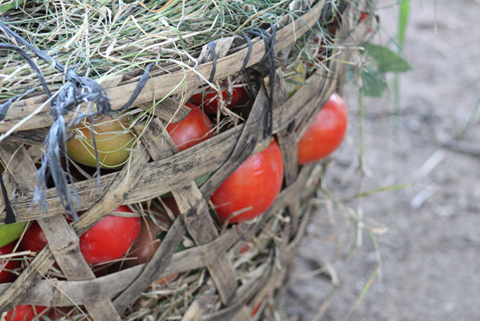 Tomatoes harvested at the Wangama site