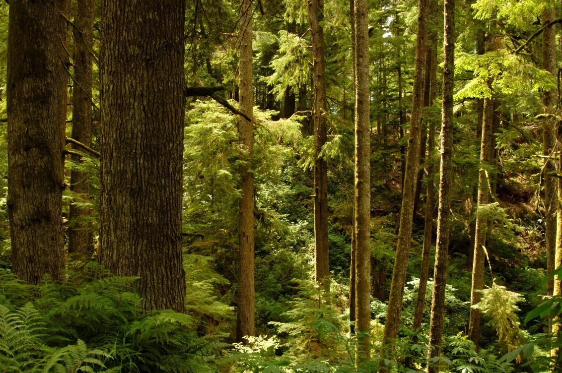 A verdant, temperate rainforest dappled in sunlight.