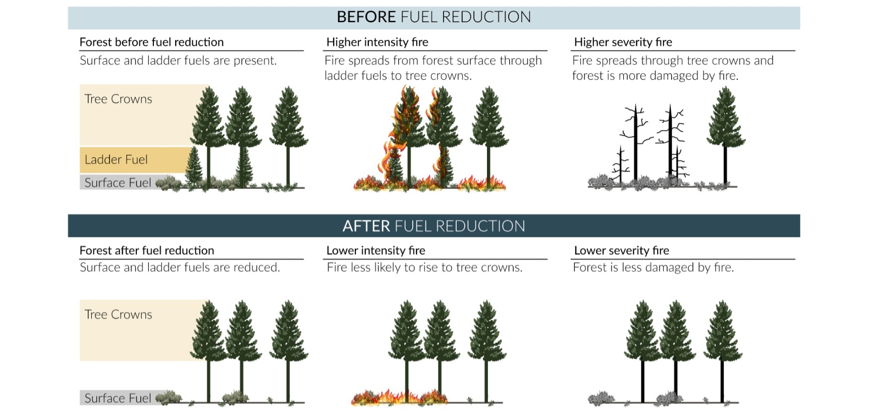 A figure that shows how a forest is affect by fire when there is no thinning and how a forest is affected by fire when there is thinning