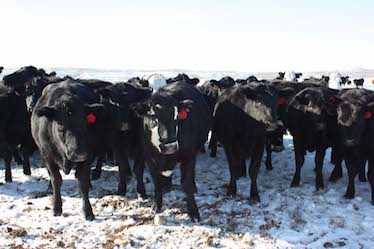 Cattle standing in snow in western Wyoming. Photo Credit: Tiffany Olson