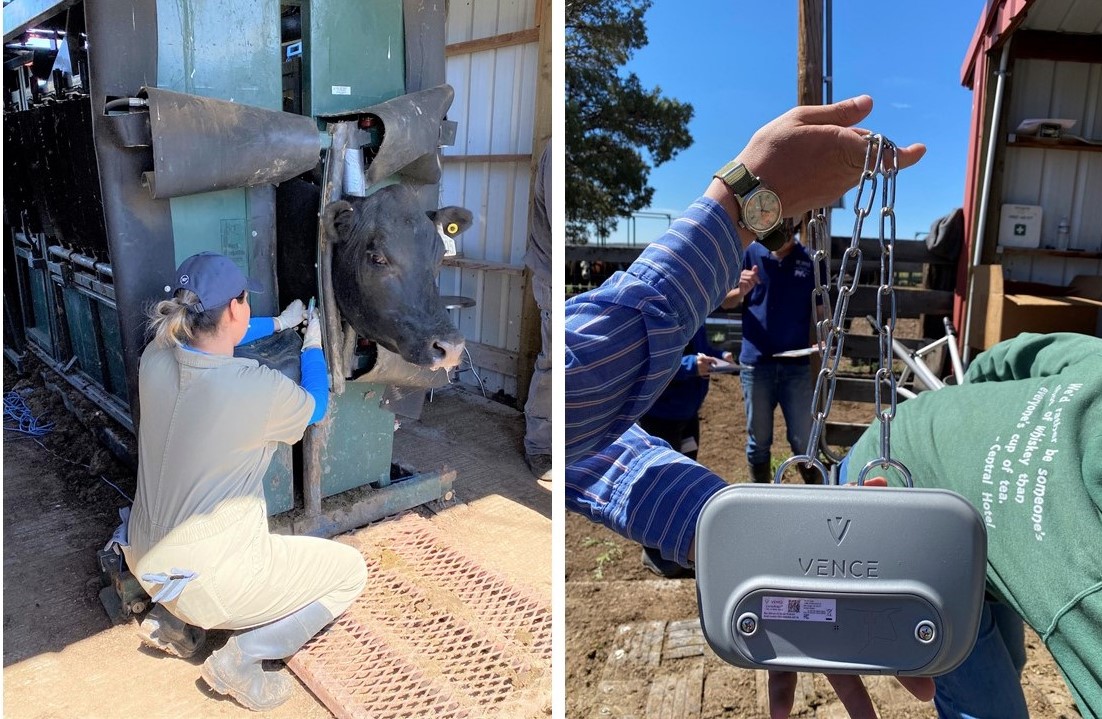 Two photos of virtual fencing examples. In one, a virtual fencing collar is held up. In the other, a woman draws blood from a cow's neck to test stress response to collaring.