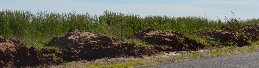 Piles of soil at the end of rows along the road demonstrate the effects of wind and water erosion