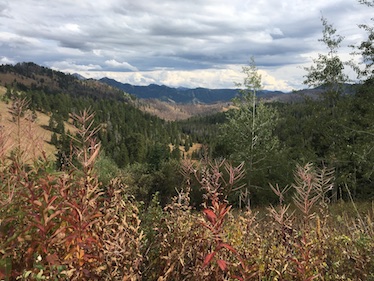 Forest in western Wyoming with fall colors. Photo Credit: Windy Kelley, University of Wyoming Extension