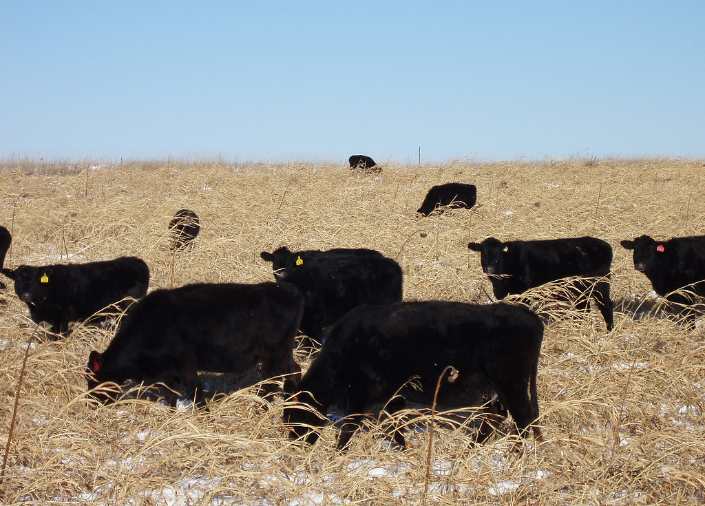 Black cattle graze a winter wheat cover crop.