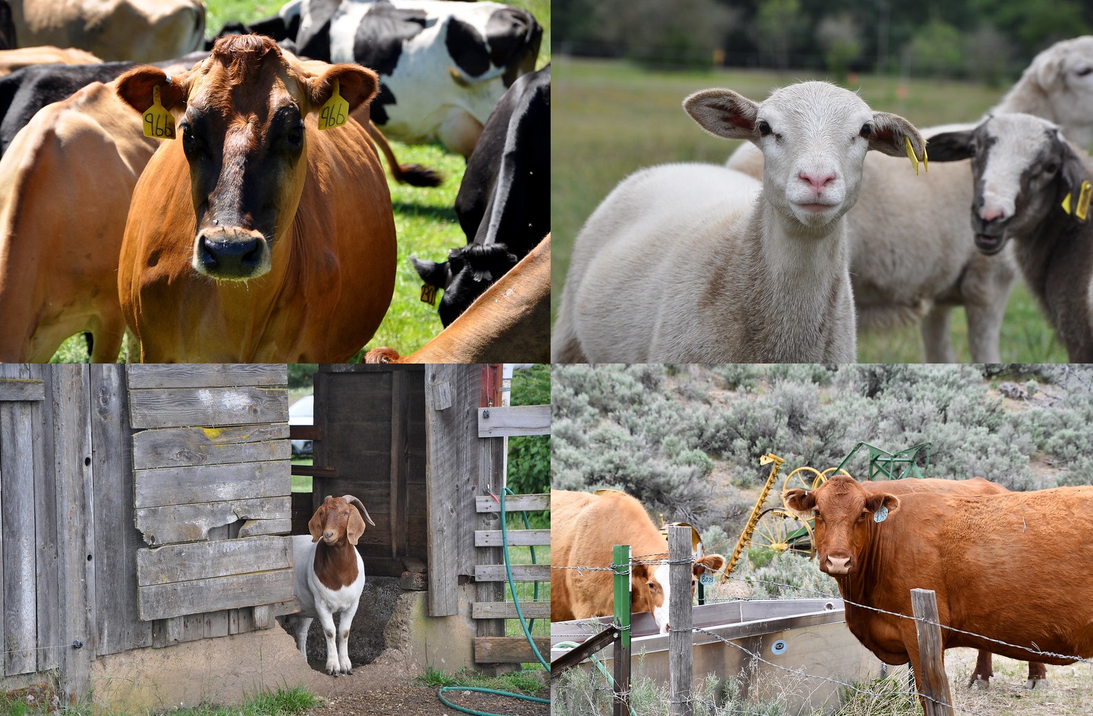 four pictures of northwest livestock clockwise starting in the top left: a dairy cow, a sheep, two meat cattle, a goat