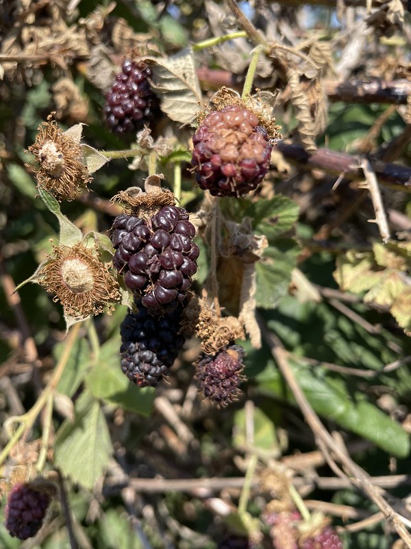 blackberries on a bush, dried out and turning brown