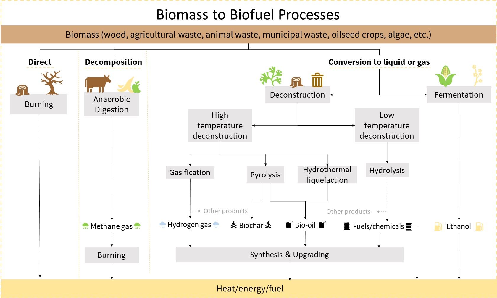Diagram of the ways biofuels can be produced.