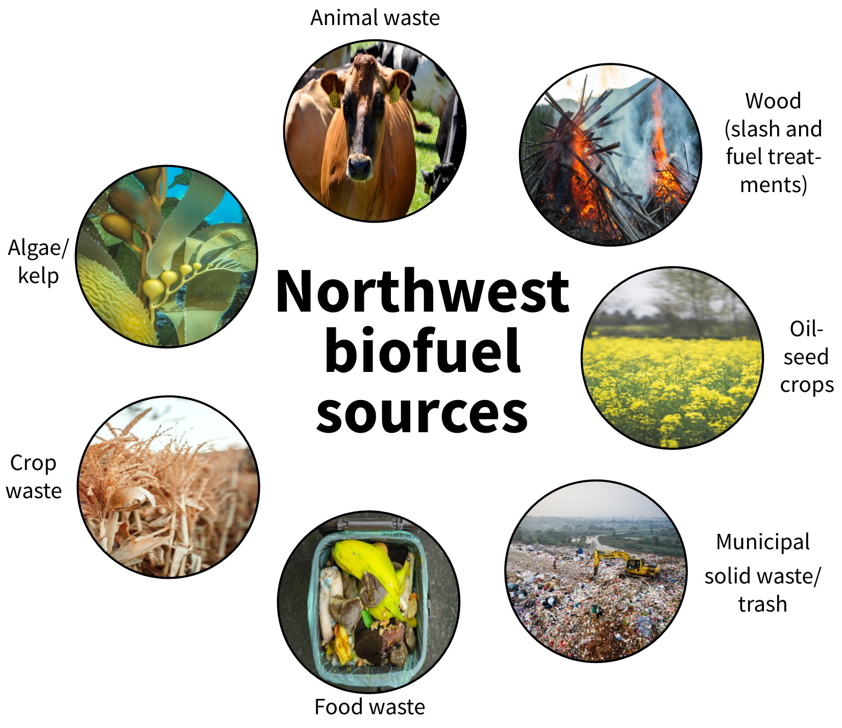 Seven images of biofuel sources in the northwest (animal waste, wood, oilseed crops, municipal solid waste/trash, food waste, crop waste, algae/kelp). Attribution: Clockwise starting with the image of a cow: NRCS Oregon, Everett Bumstead, Cz Jen, Tom Fisk, Gareth Willey, Merrit Thomas, National Park Service