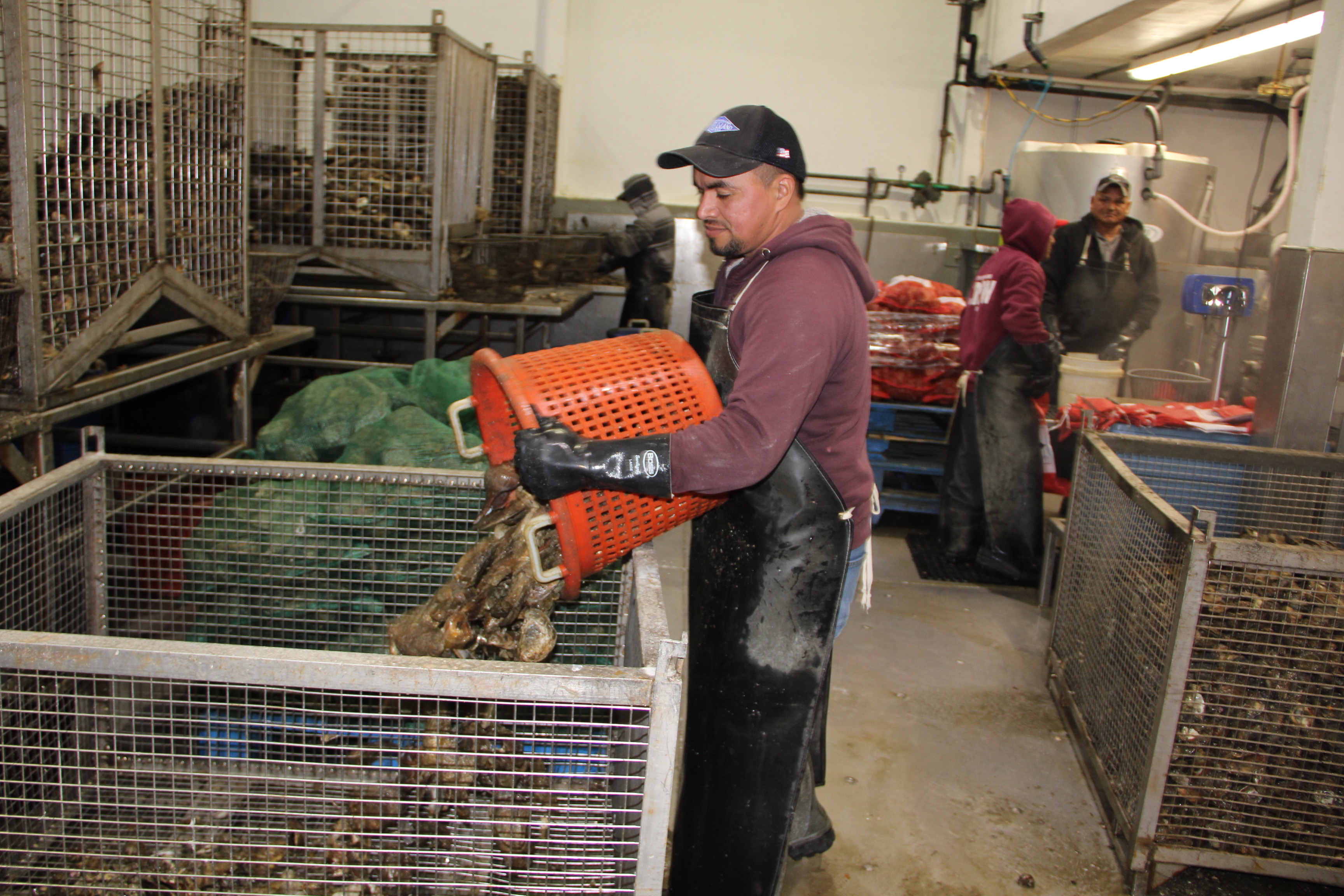 Workers sort freshly harvested oysters in the warehouse at Norm Bloom & Son Oysters in Norwalk, CT. 