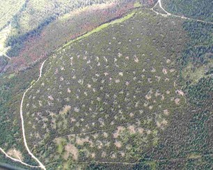 A forest with patches of treeless areas.