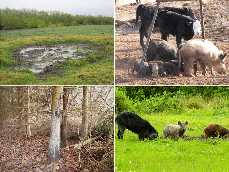 Feral swine and associated types of damage they can cause