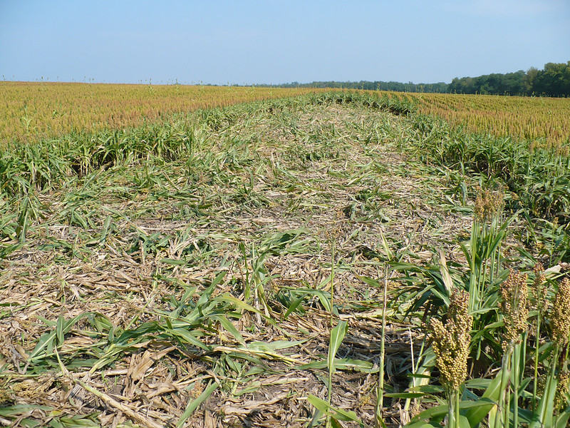 Damage to grain sorghum by a sounder of feral swine.